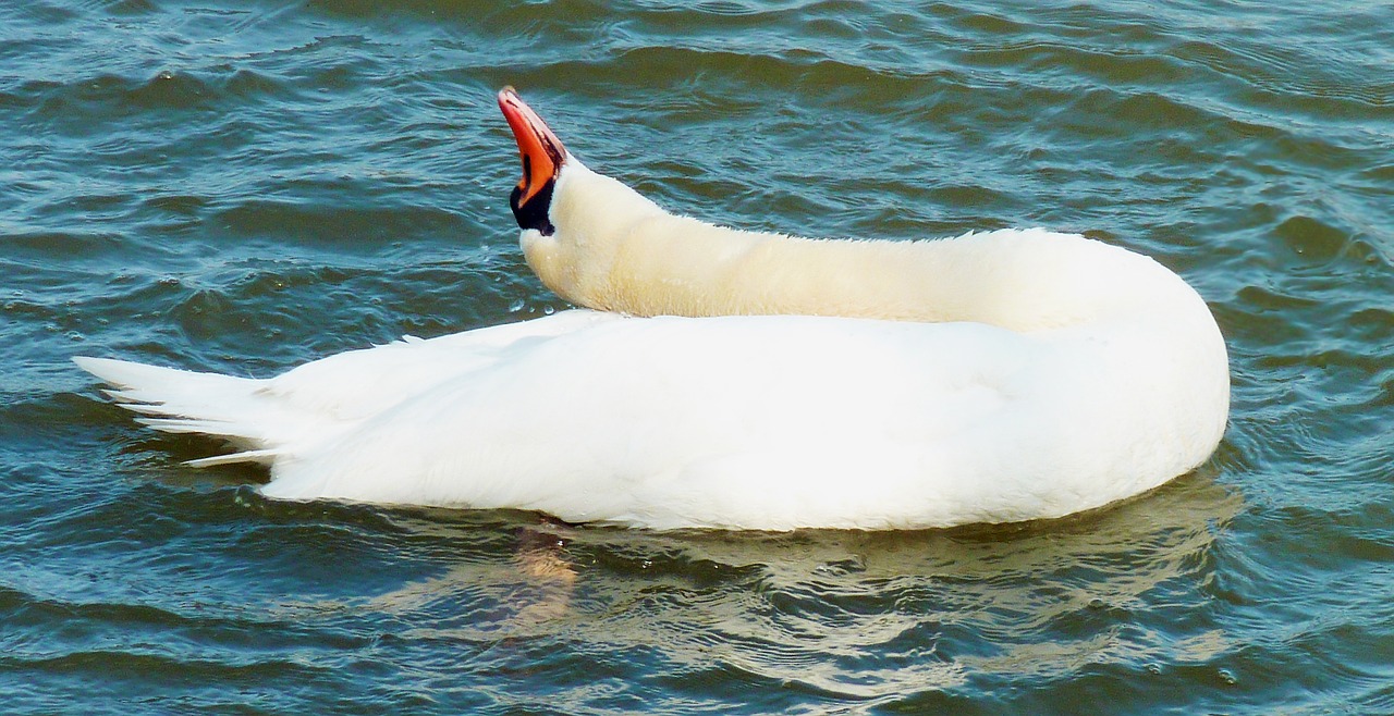 swan white feather free photo