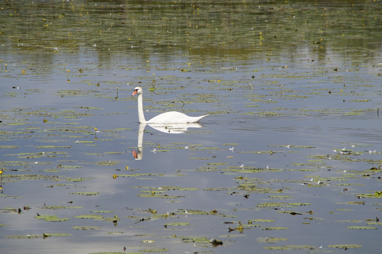 swan water bird beautiful free photo