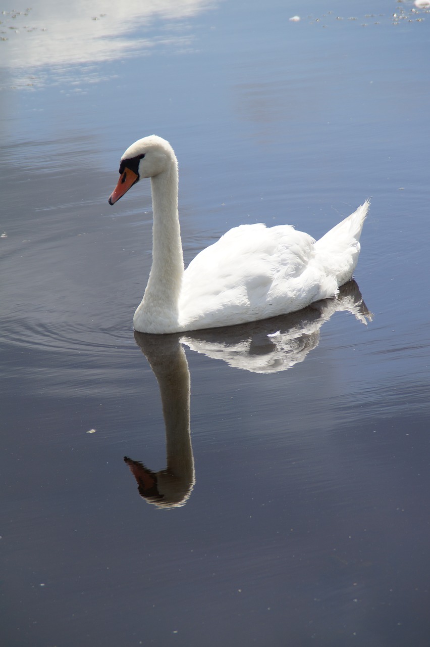 swan mute swan water bird free photo