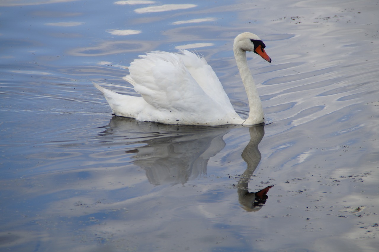swan water bird beautiful free photo