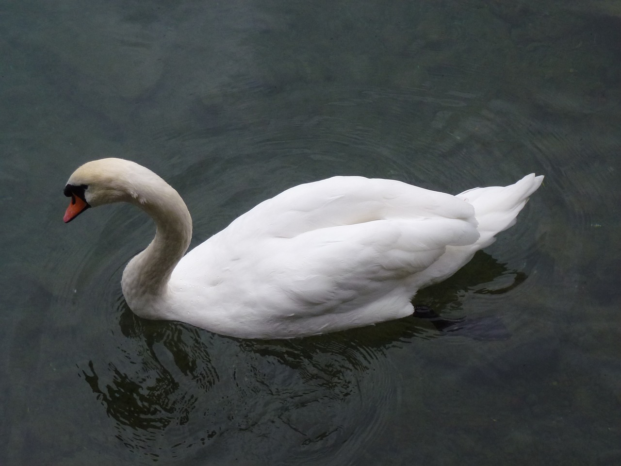 swan water lake free photo