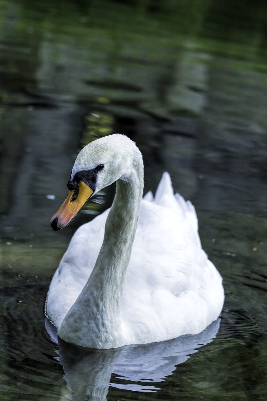 swan bird swans free photo