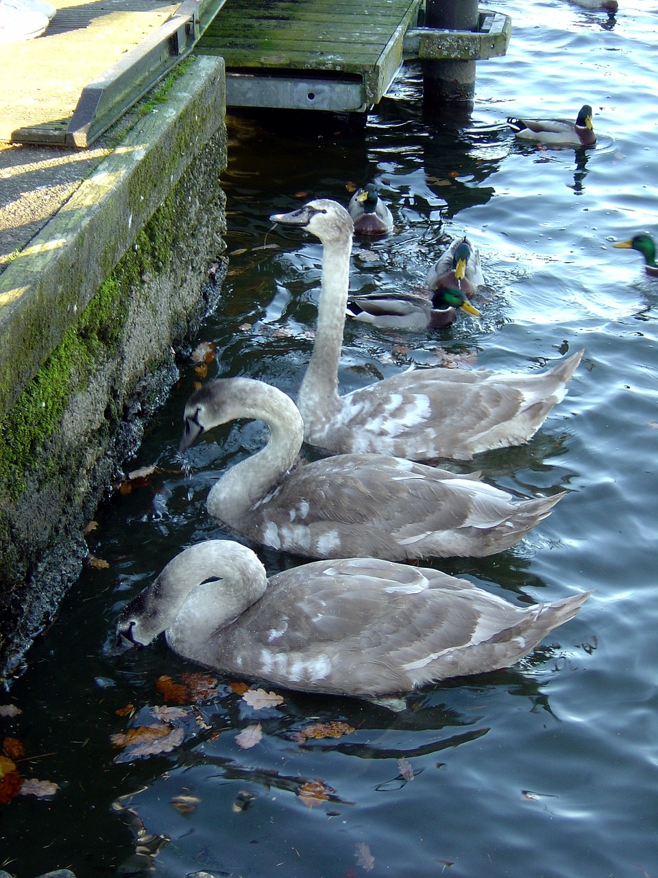 swan cygnet wildlife free photo