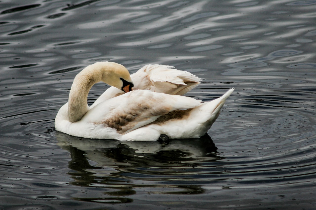 swan lake swimming free photo