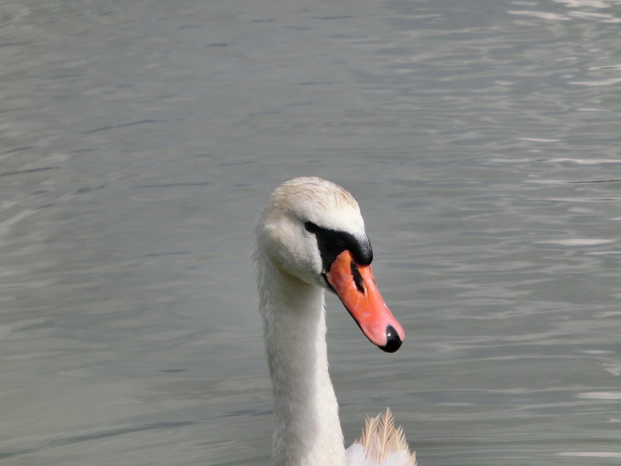 swan head animal free photo