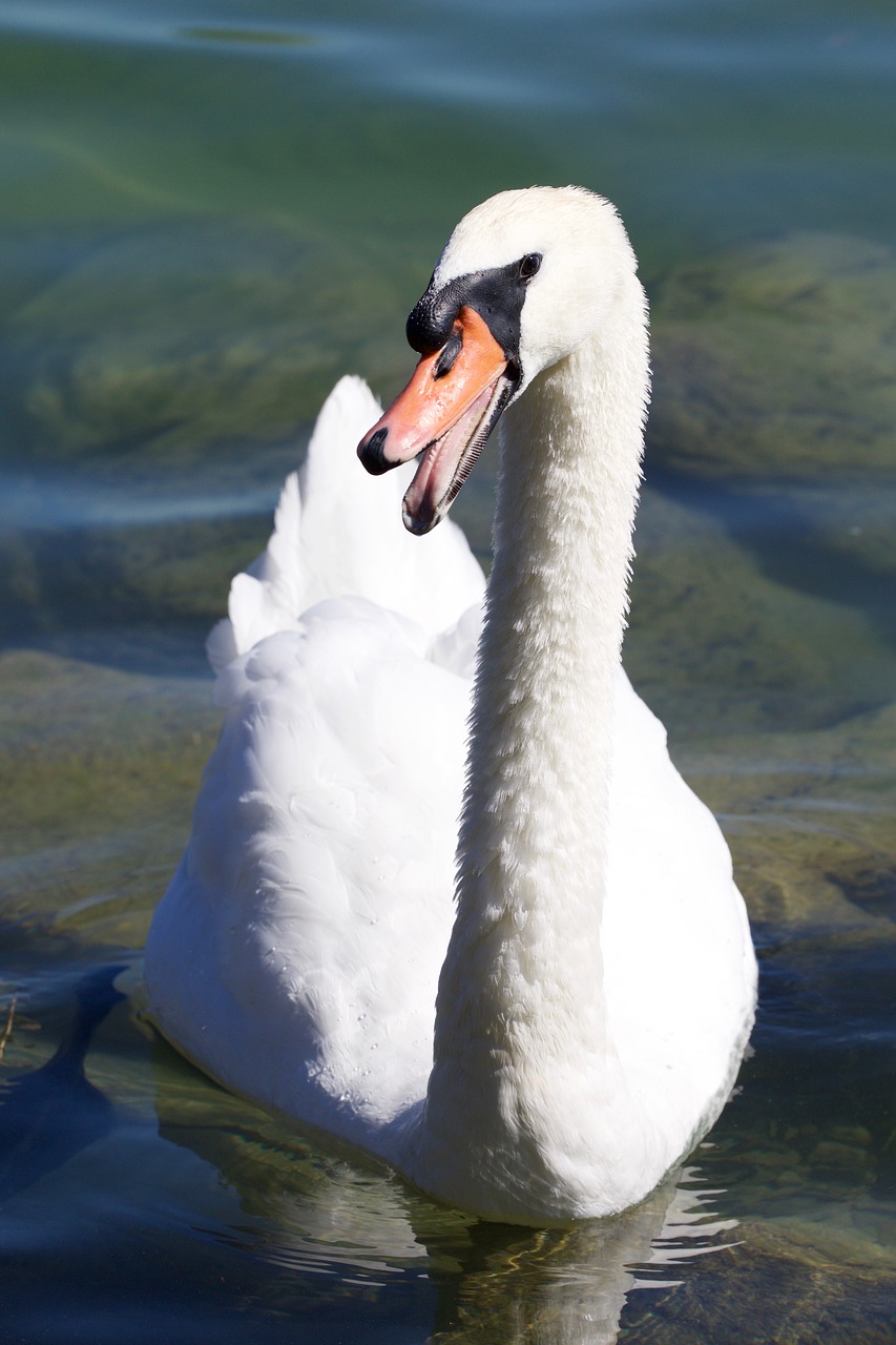 swan eye bill free photo