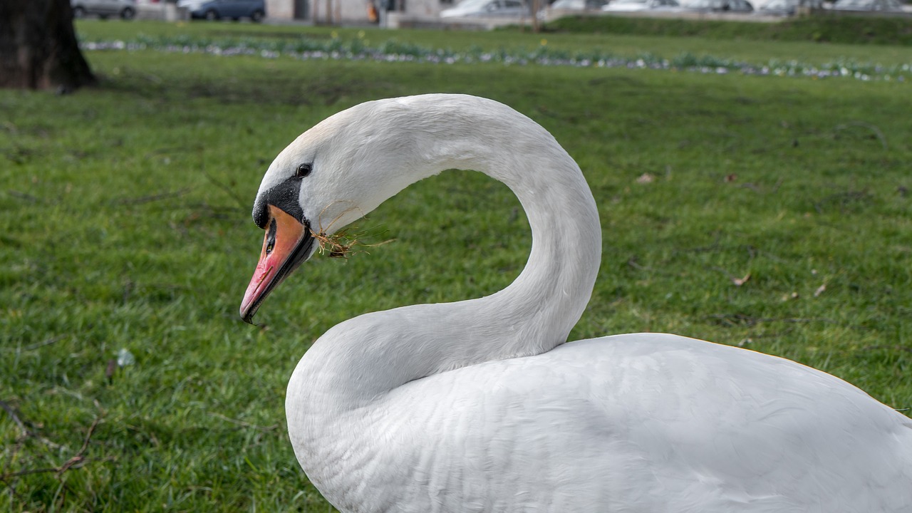 swan nature water bird free photo