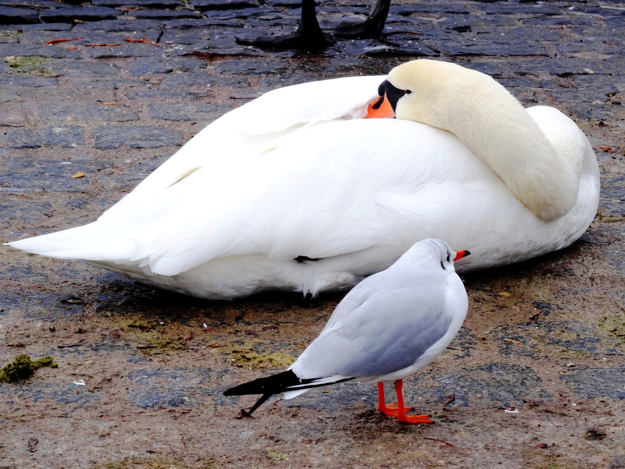 swan seagull bird free photo