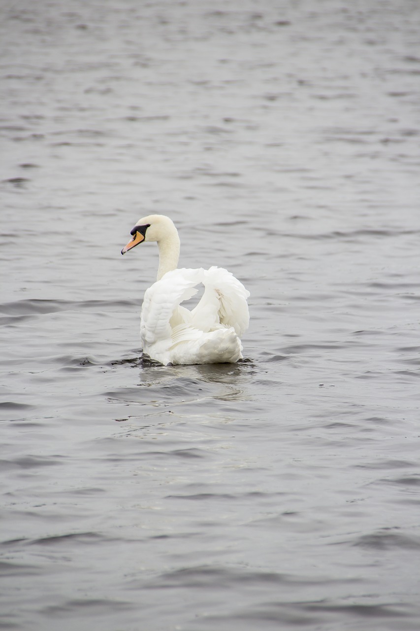 swan animal lake free photo