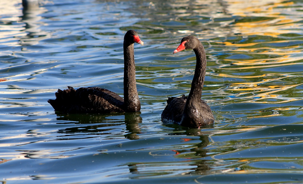 swan swans black swan free photo