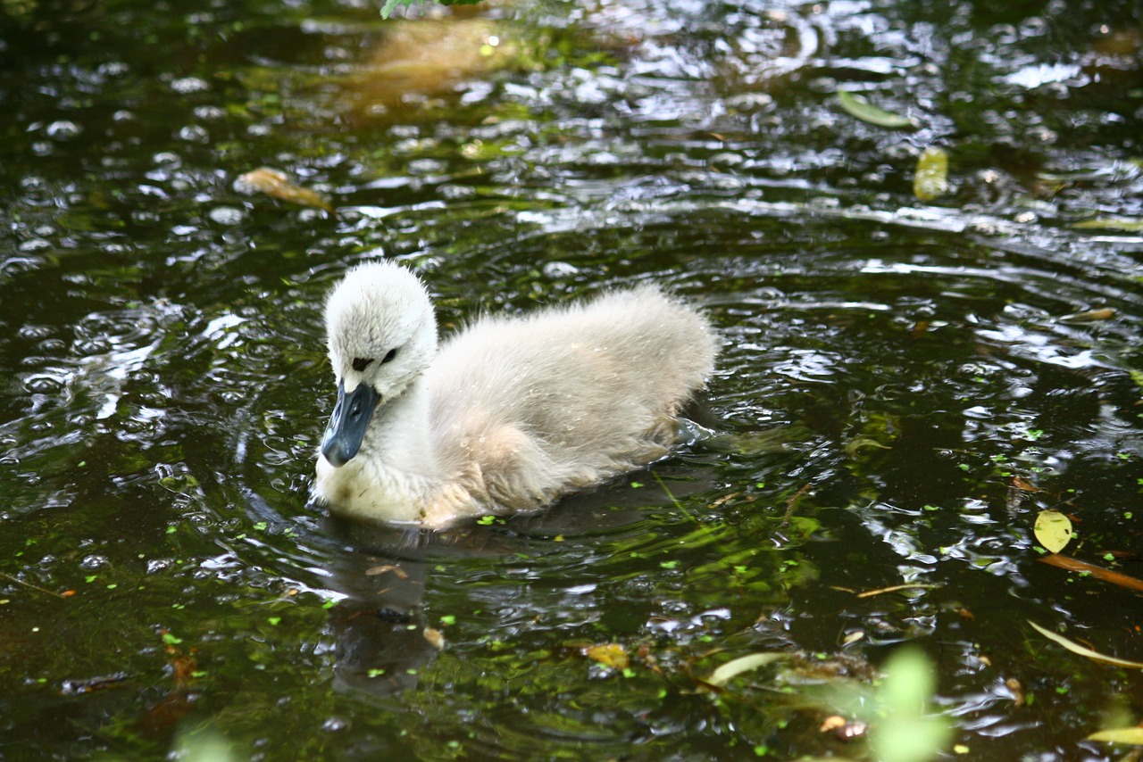 swan ugly duckling young free photo