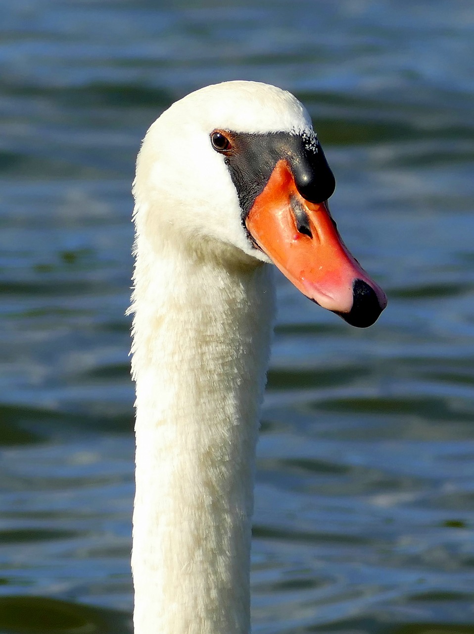 swan swan head water bird free photo