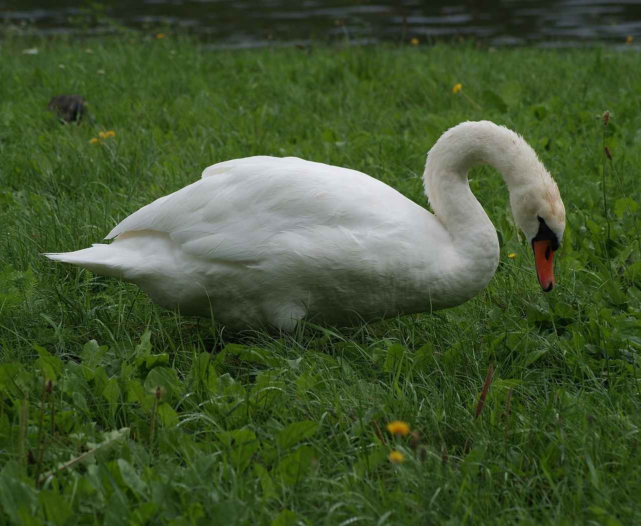 swan animal bird free photo