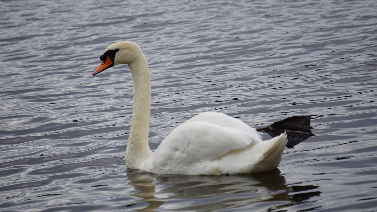 swan water swans free photo