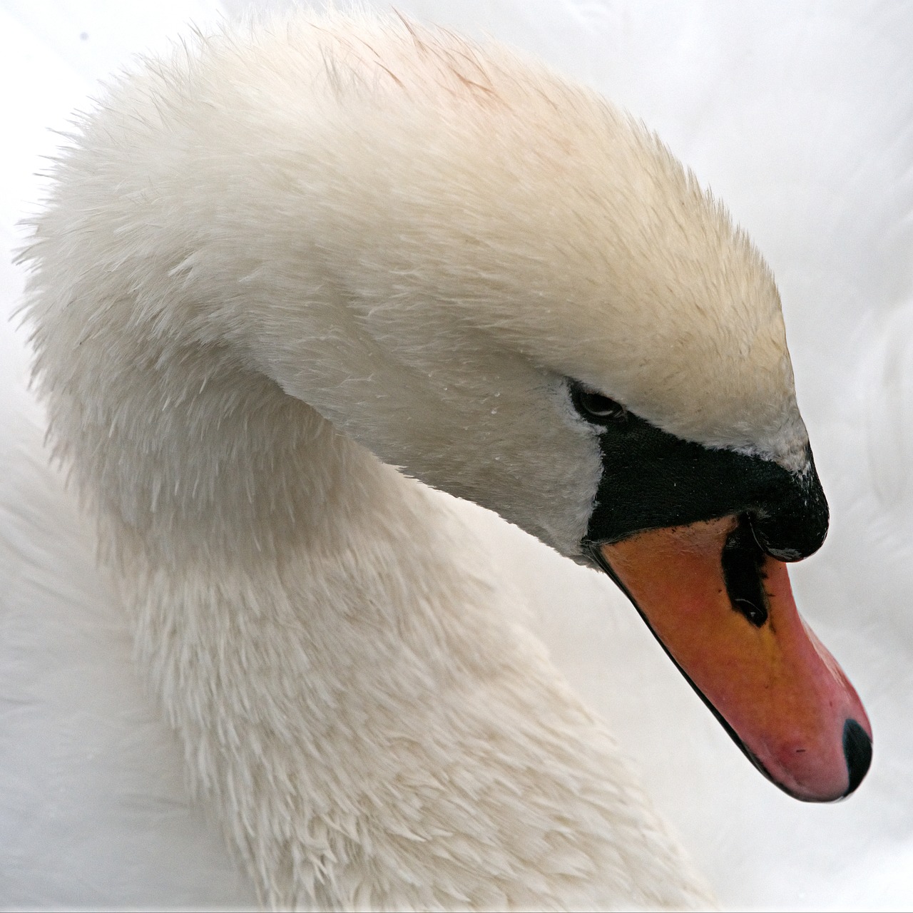swan mute white free photo