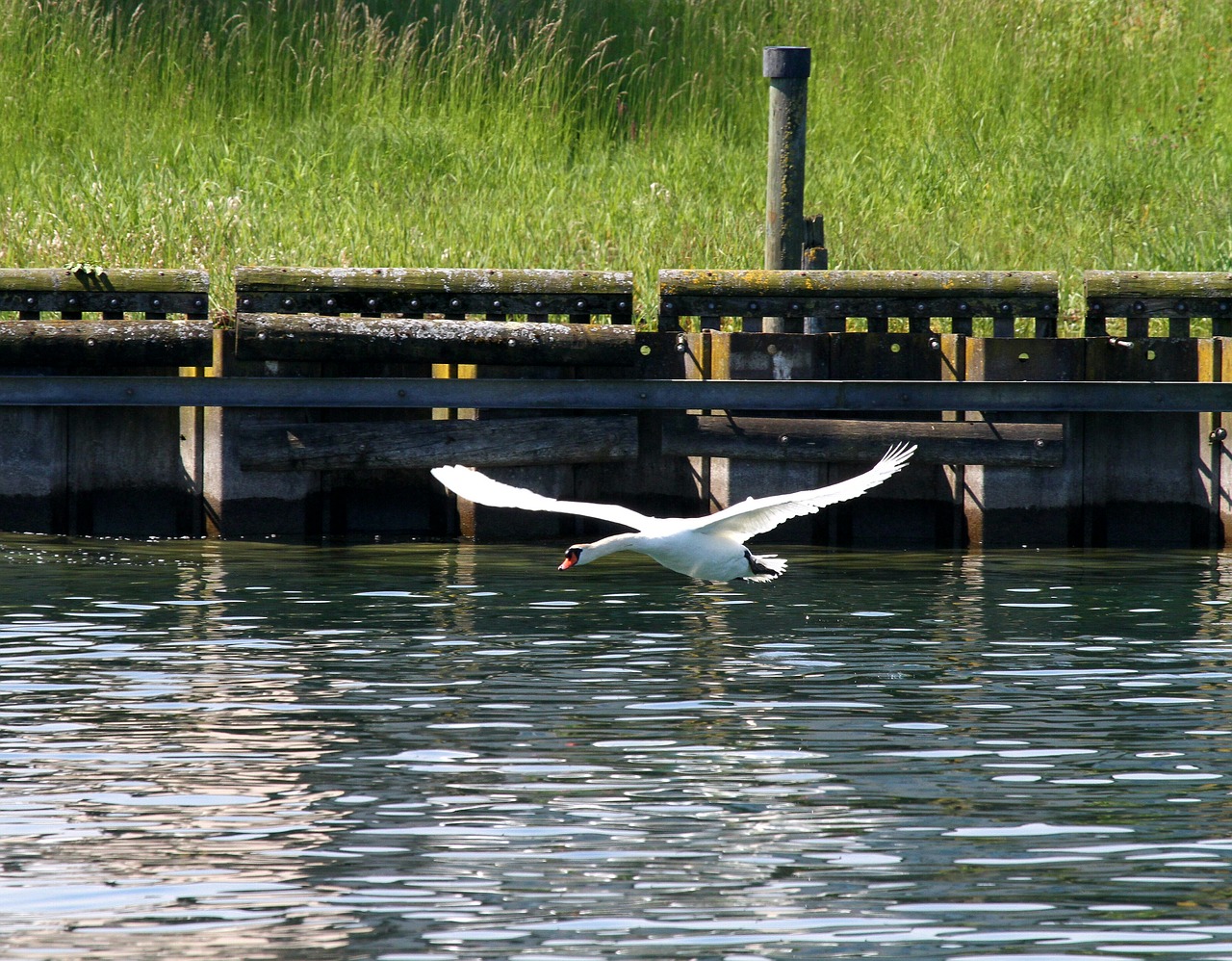 swan lake water free photo