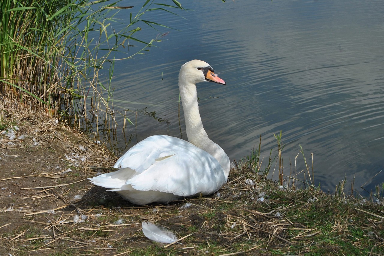 swan mute swan water free photo