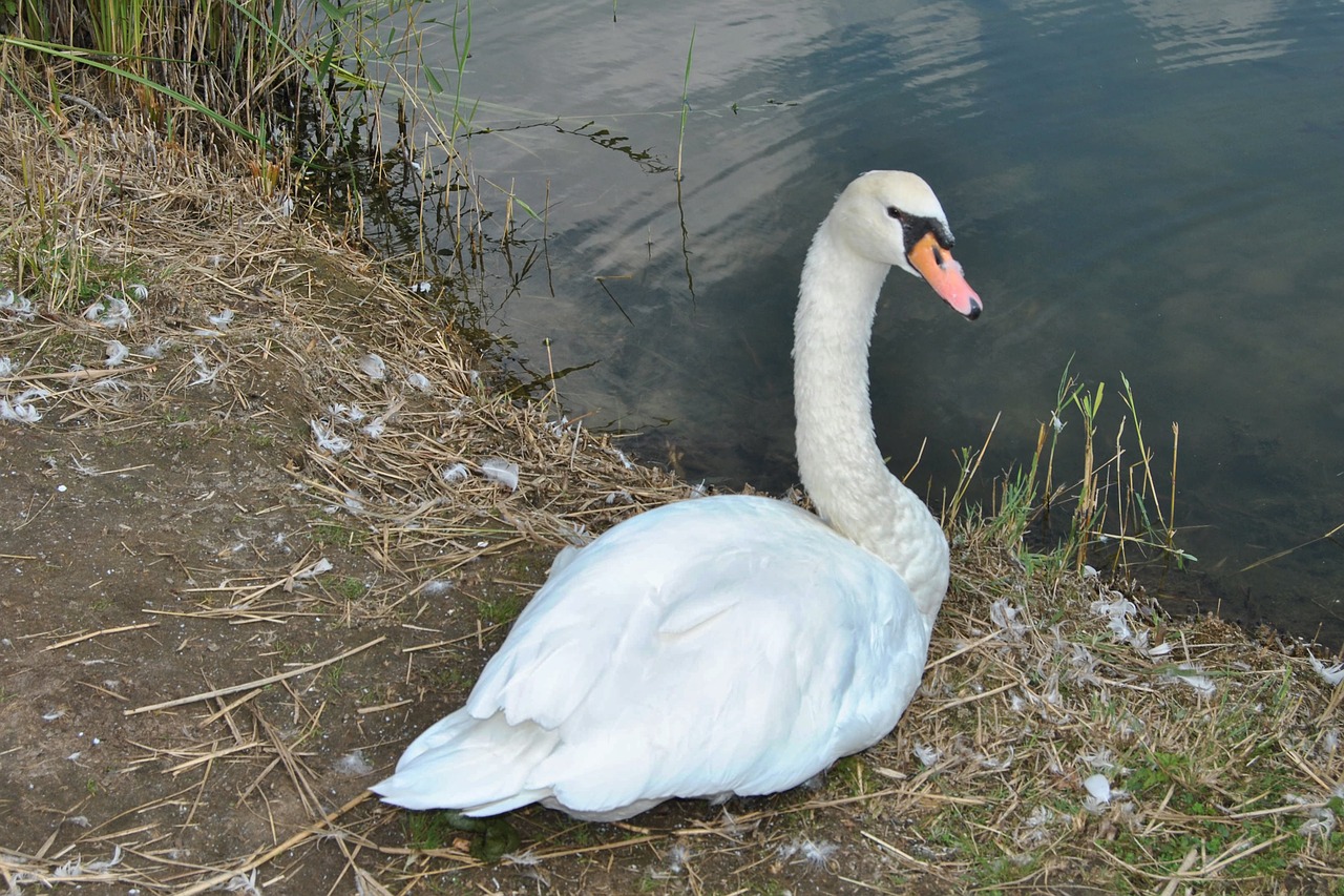 swan mute swan water free photo