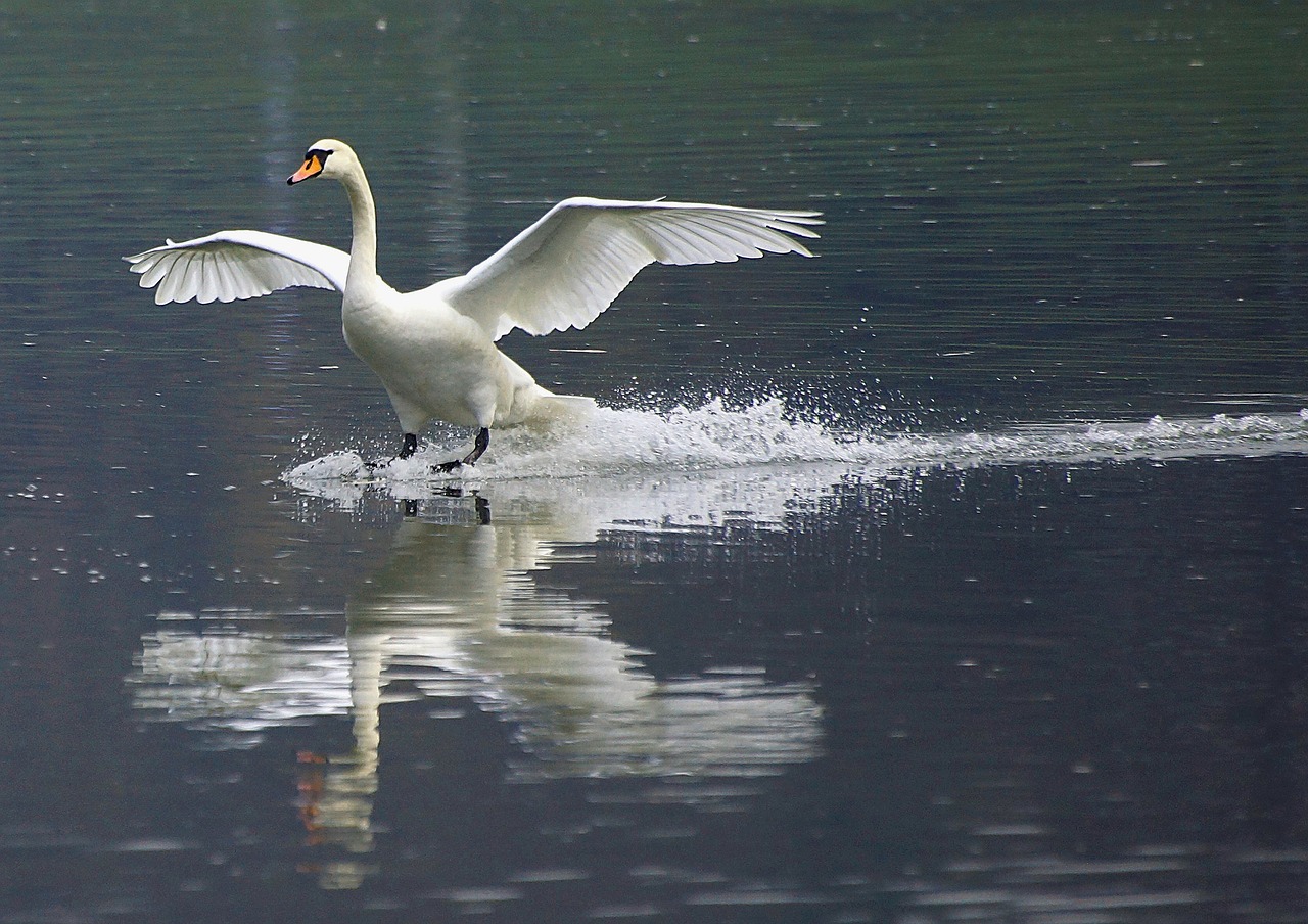 swan wisla nature free photo