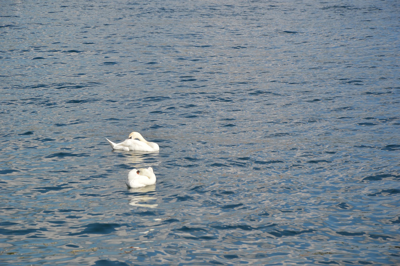 swan lake swimming free photo