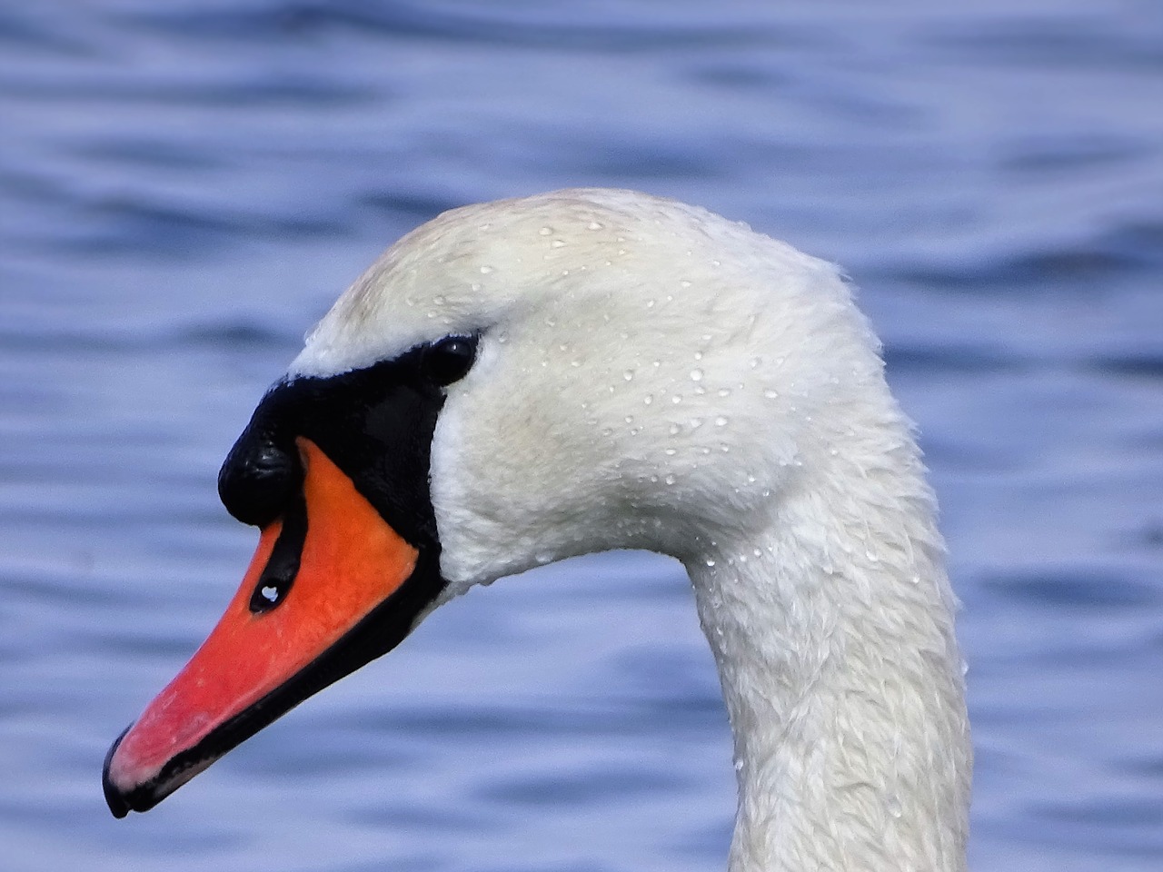 swan animal bird free photo