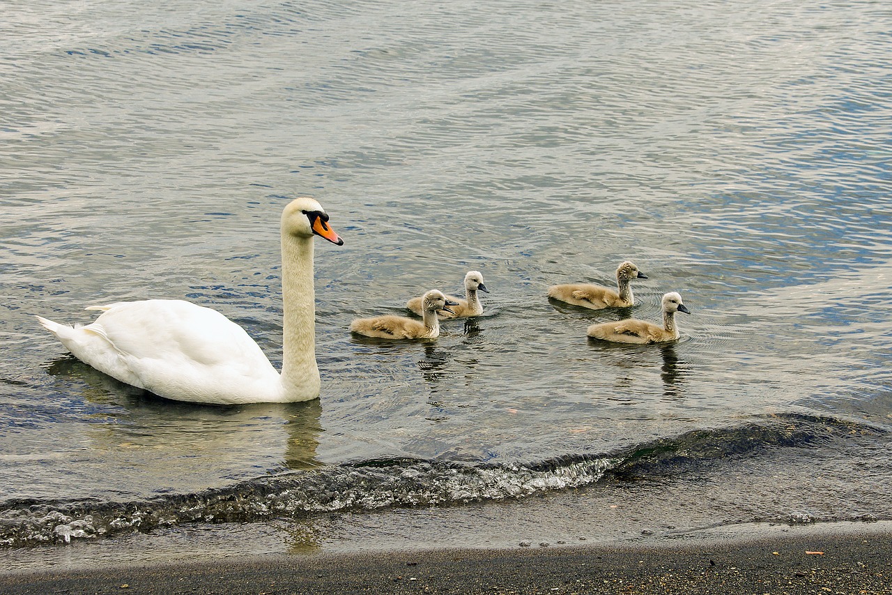 swan swans chicks free photo