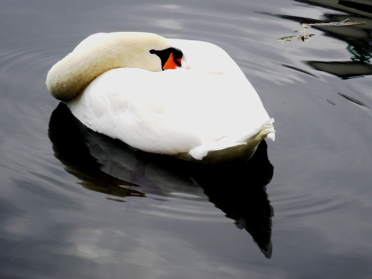 swan pond water free photo