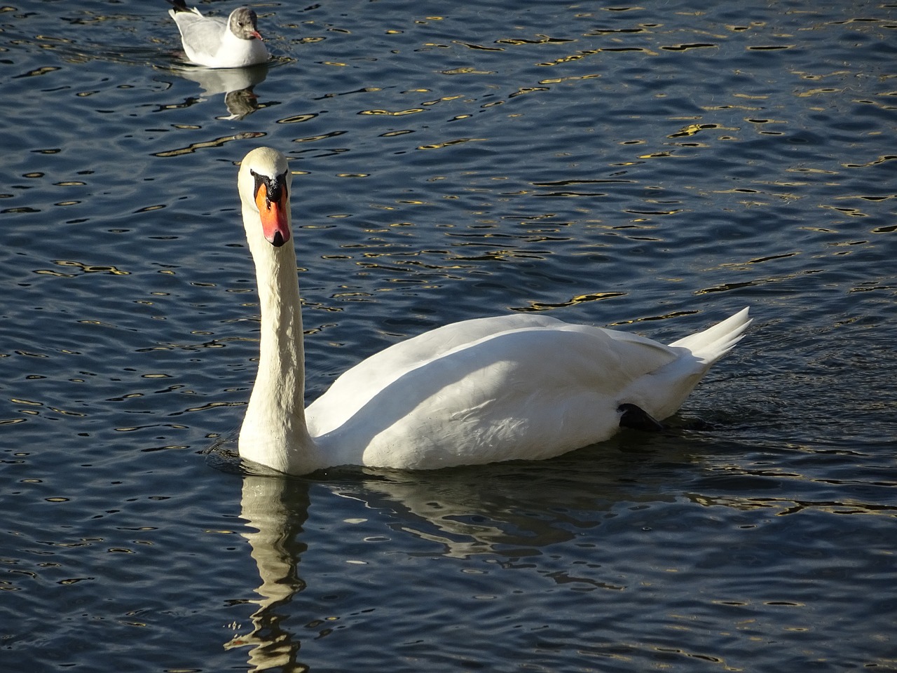 swan water waterfowl free photo