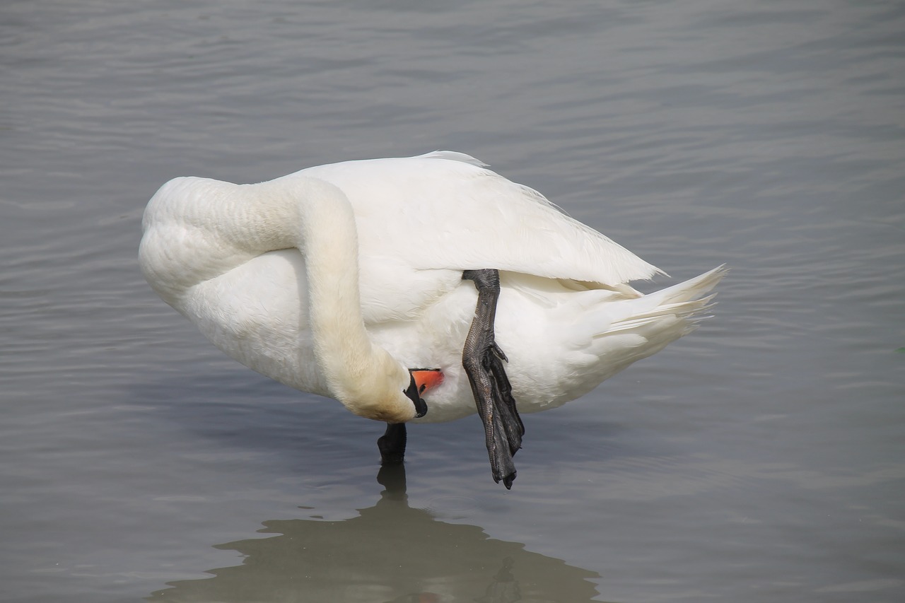 swan nature white free photo