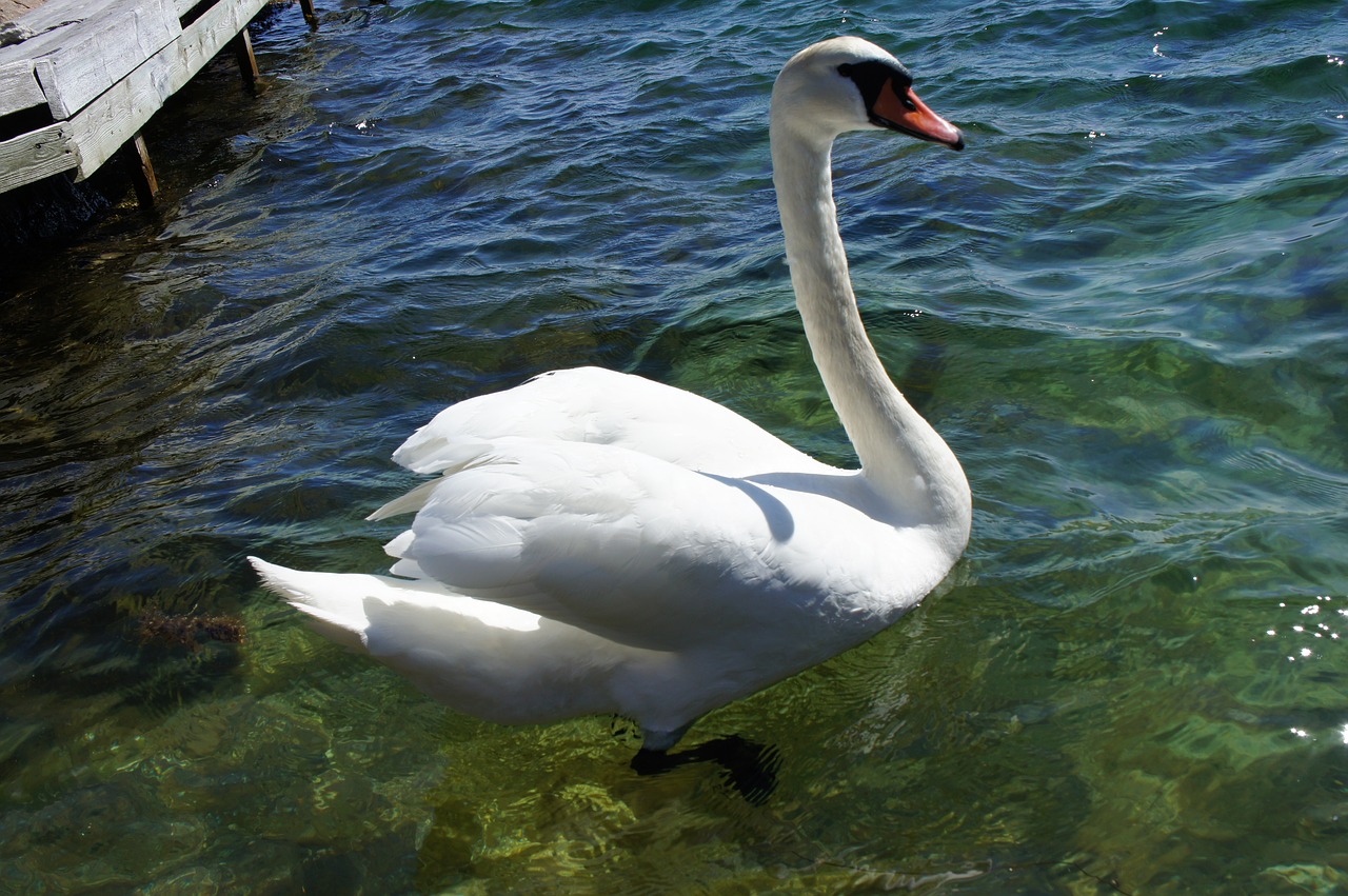 swan bird nature free photo