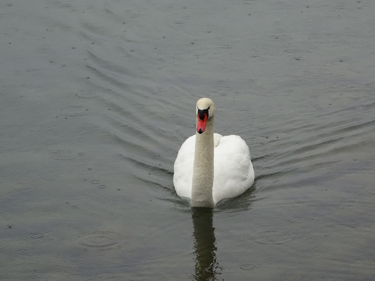 swan childfrendly bill free photo