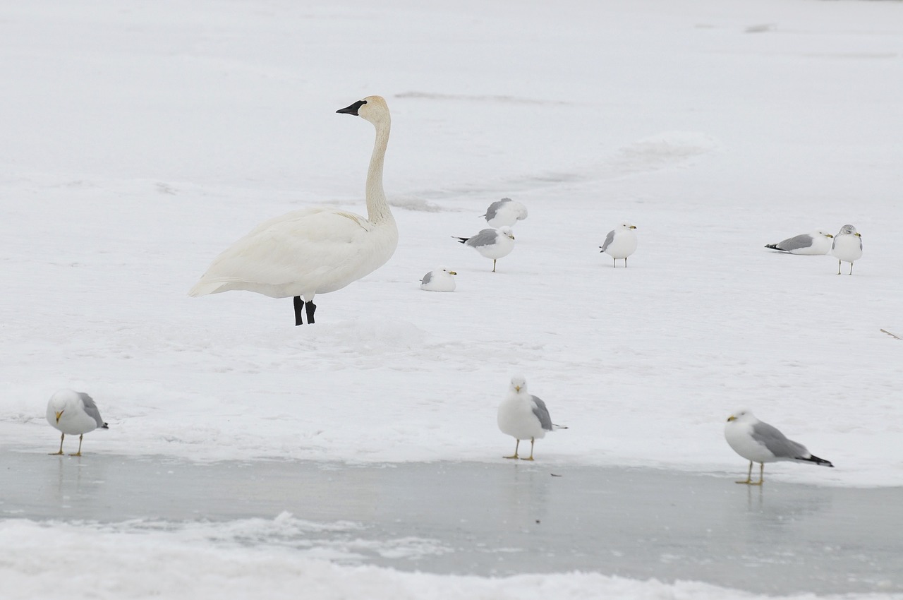 swan winter snow free photo