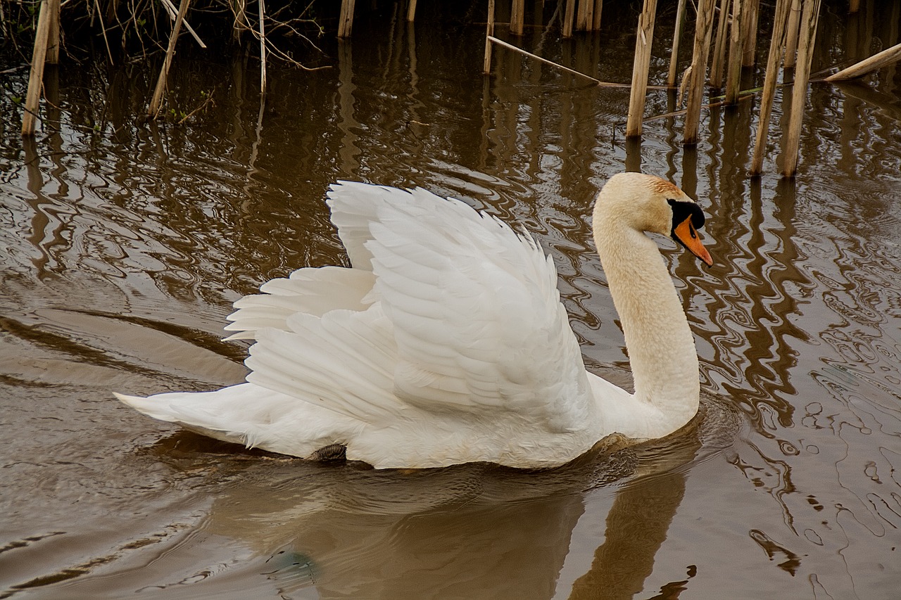 swan animals waterfowl free photo