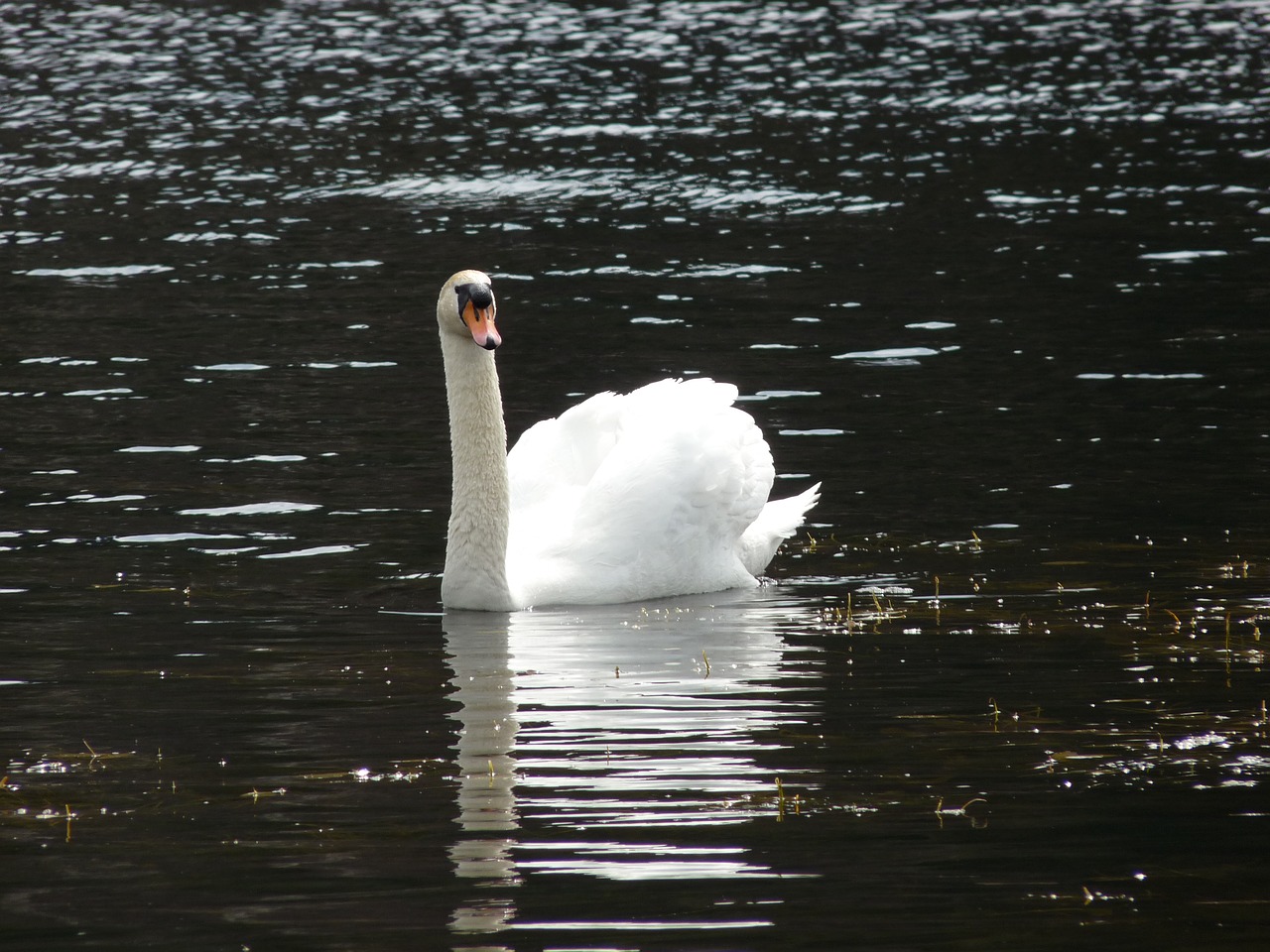 swan animal bird free photo