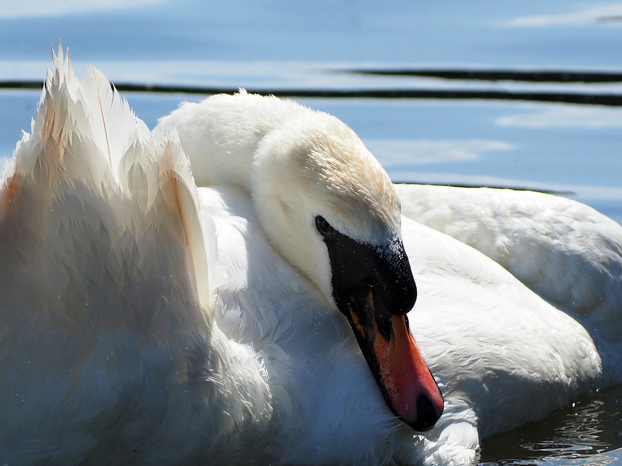 swan lake park free photo
