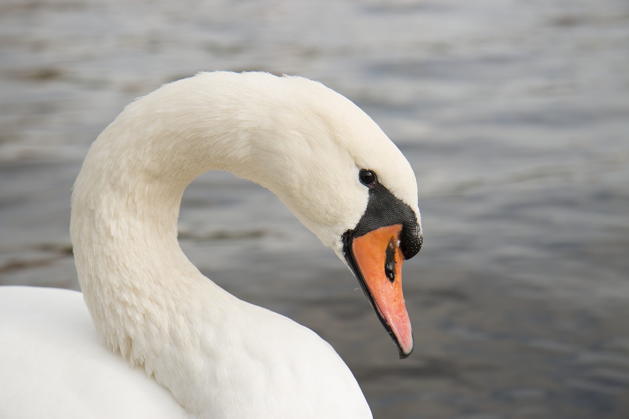 swan animal white free photo