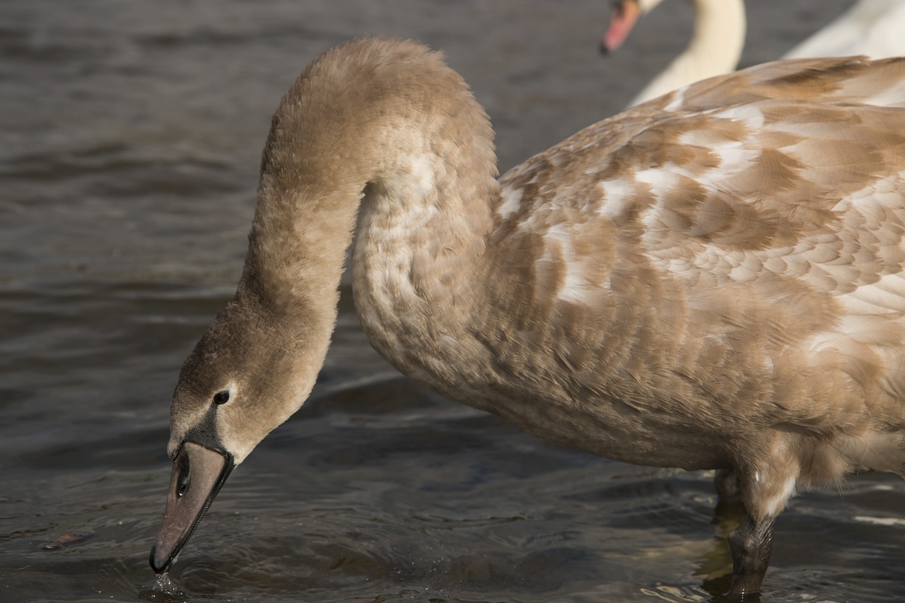 swan brown bird free photo