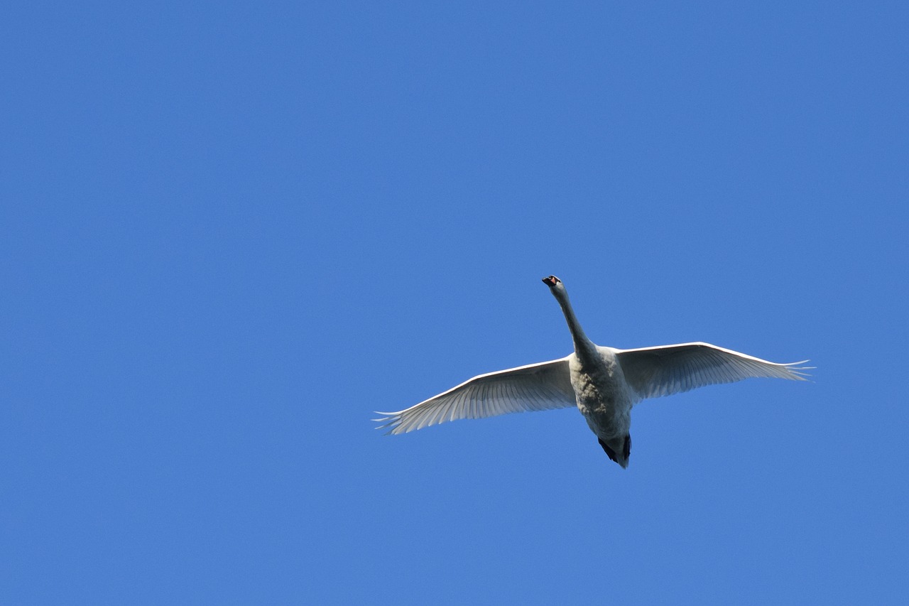 swan air biesbosch free photo