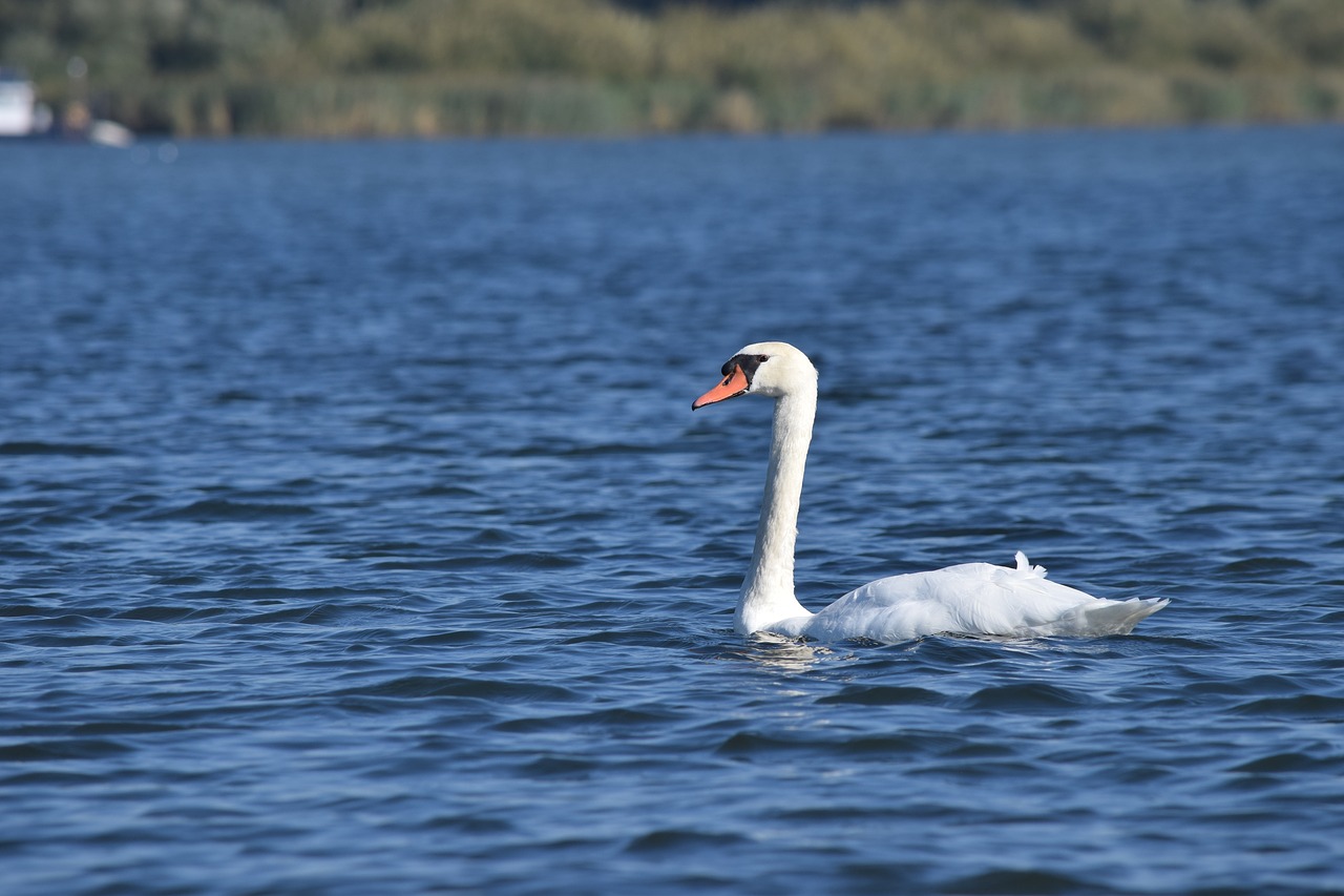 swan water nature free photo