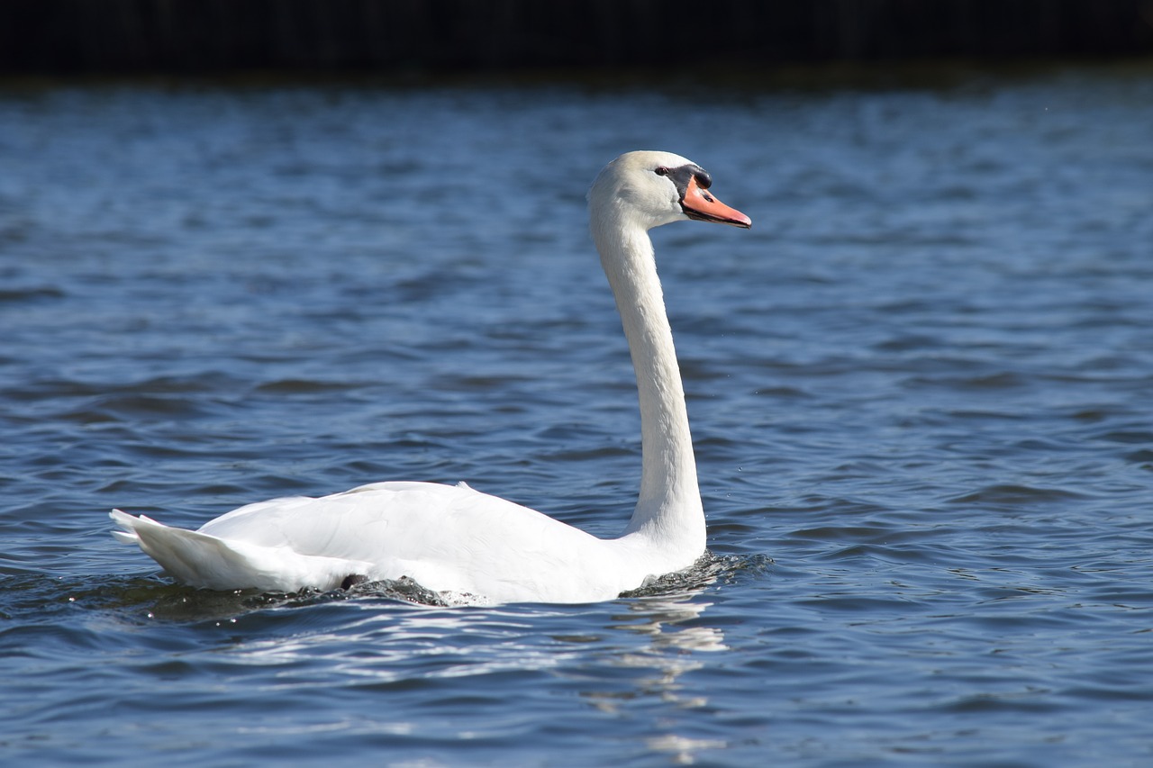 swan waterfowl water free photo