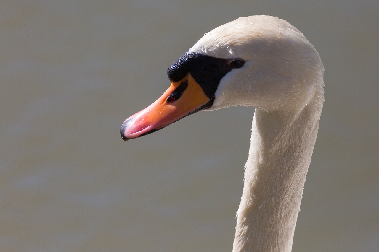 swan animal bird free photo