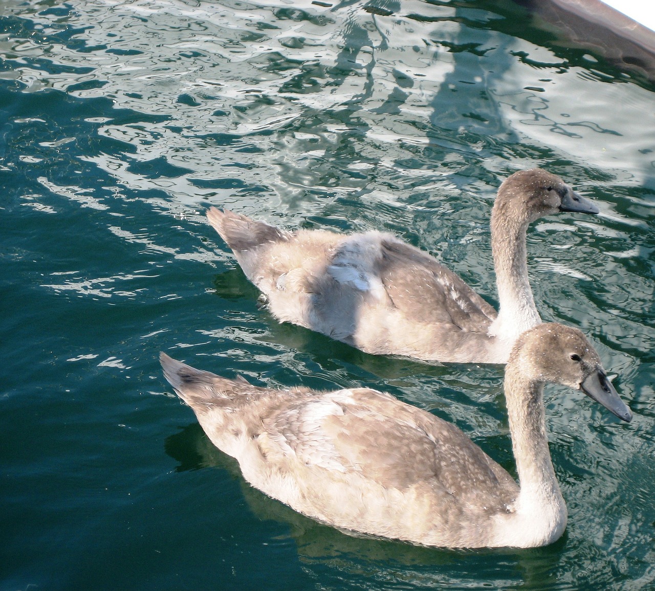 swan water animal children free photo