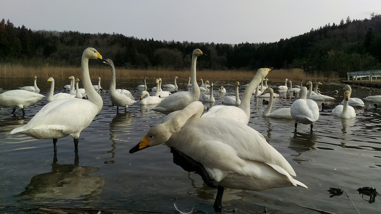 swan wild birds wild animal free photo