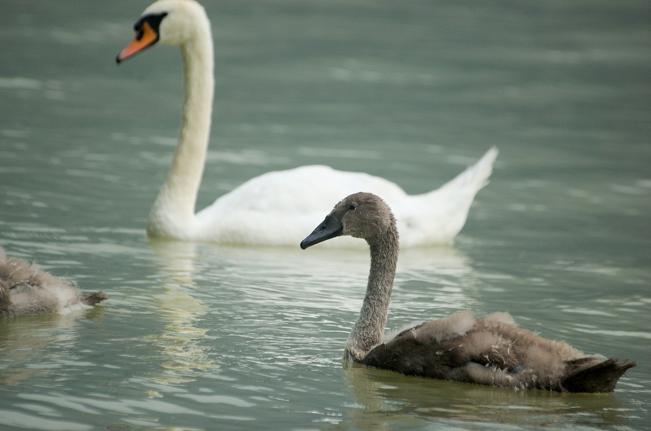 swan bird water bird free photo