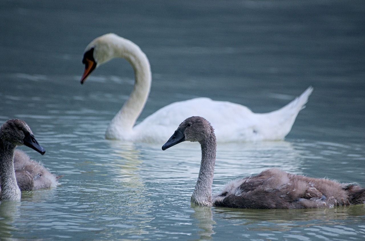 swan bird water bird free photo