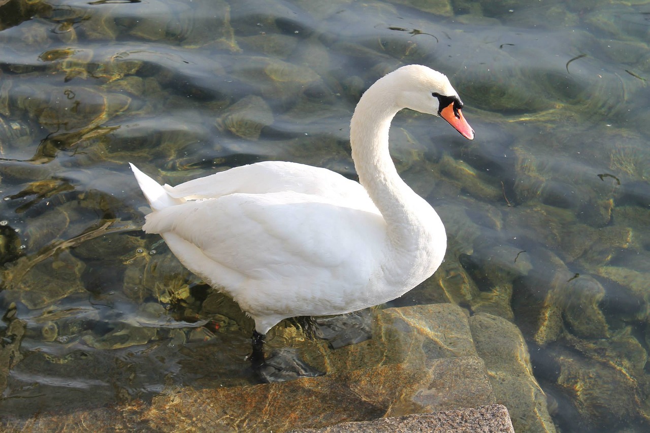 swan lake lamp free photo