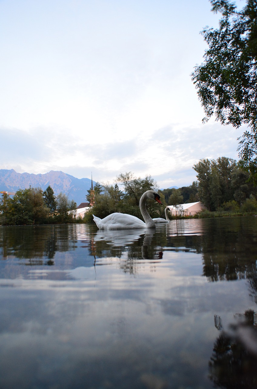 swan lake switzerland free photo