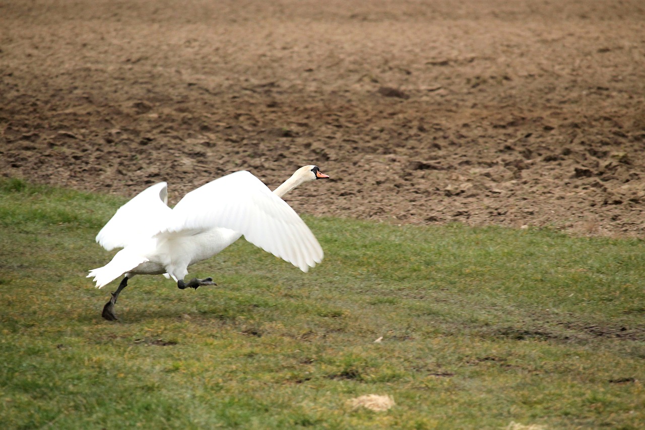 swan departure bird free photo