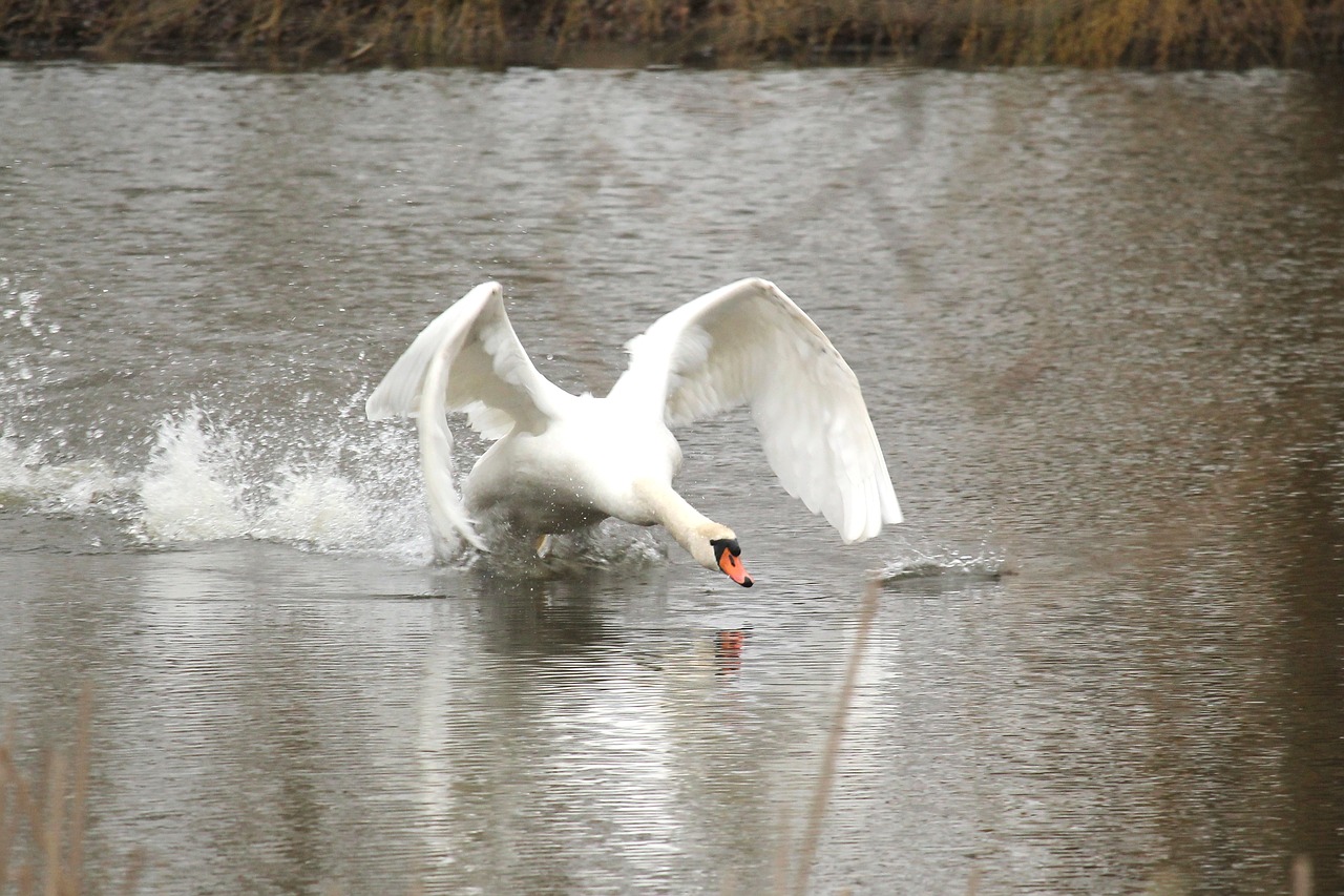 swan bird water bird free photo