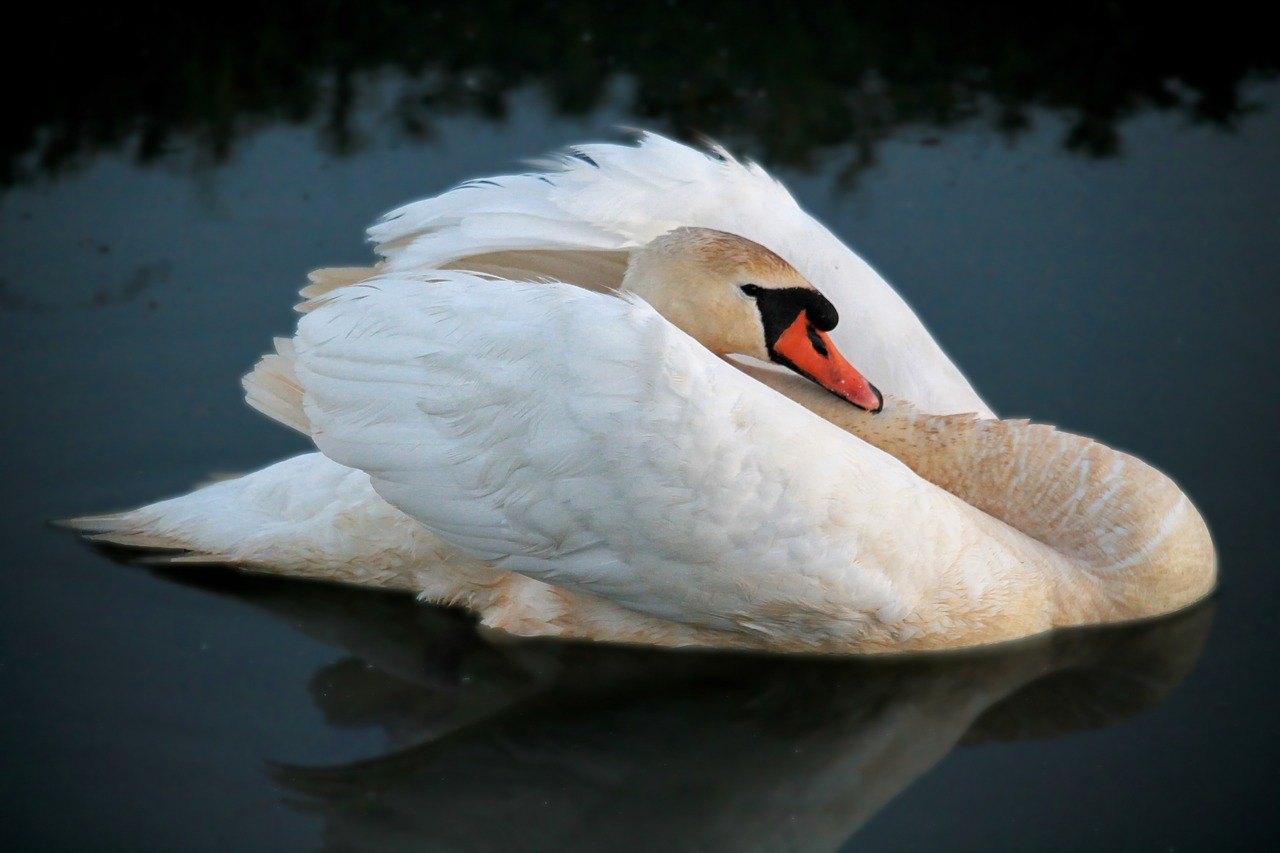 swan water wing free photo